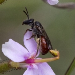 Lasioglossum (Parasphecodes) hiltacum at Acton, ACT - 21 Oct 2016 01:26 PM