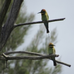 Merops ornatus (Rainbow Bee-eater) at Greenway, ACT - 22 Oct 2016 by KShort