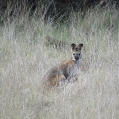 Notamacropus rufogriseus (Red-necked Wallaby) at Greenway, ACT - 22 Oct 2016 by KShort
