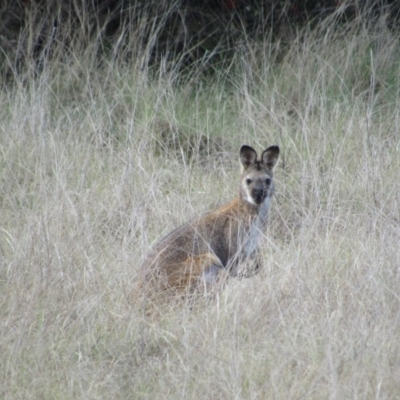 Notamacropus rufogriseus (Red-necked Wallaby) at Greenway, ACT - 21 Oct 2016 by KShort