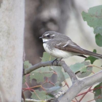 Rhipidura albiscapa (Grey Fantail) at Bullen Range - 22 Oct 2016 by KShort