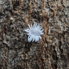 Coccinellidae sp01 (Unidentified Waxy Ladybird Larvae) at Conder, ACT - 24 Jan 2015 by MichaelBedingfield