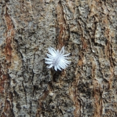 Cryptolaemus montrouzieri at Conder, ACT - 24 Jan 2015 09:13 AM