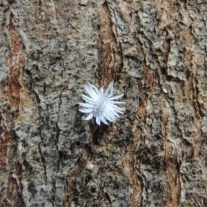 Cryptolaemus montrouzieri at Conder, ACT - 24 Jan 2015 09:13 AM