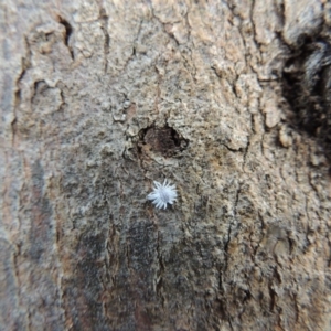 Cryptolaemus montrouzieri at Conder, ACT - 24 Jan 2015 09:13 AM