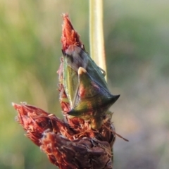 Morna florens (Shield bug) at Lake Tuggeranong - 28 Dec 2015 by michaelb