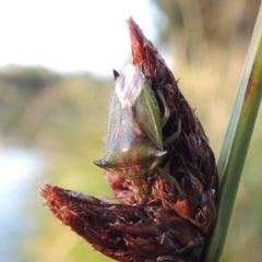 Morna florens at Greenway, ACT - 28 Dec 2015 08:04 PM