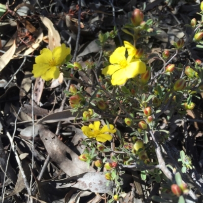 Hibbertia obtusifolia (Grey Guinea-flower) at O'Connor, ACT - 23 Oct 2016 by lexihoward