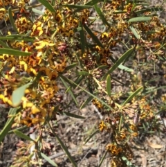 Hibbertia obtusifolia at O'Connor, ACT - 23 Oct 2016 10:03 AM