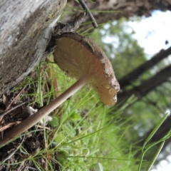 Oudemansiella gigaspora group at Burrinjuck, NSW - 26 Sep 2016