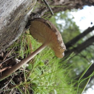 Oudemansiella gigaspora group at Burrinjuck, NSW - 26 Sep 2016