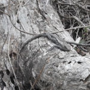 Amphibolurus muricatus at Burrinjuck, NSW - 26 Sep 2016