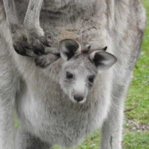 Macropus giganteus at Burrinjuck, NSW - 26 Sep 2016