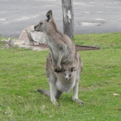 Macropus giganteus at Burrinjuck, NSW - 26 Sep 2016 12:59 PM