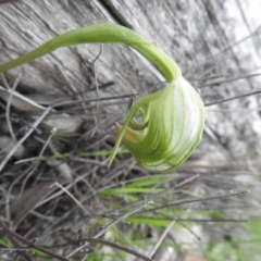 Pterostylis nutans (Nodding Greenhood) at Burrinjuck, NSW - 26 Sep 2016 by RyuCallaway