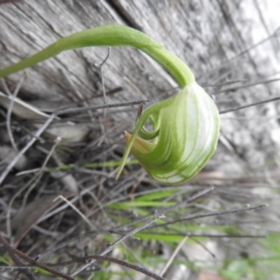 Pterostylis nutans (Nodding Greenhood) at Burrinjuck, NSW - 26 Sep 2016 by ArcherCallaway