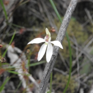 Caladenia carnea at Burrinjuck, NSW - 26 Sep 2016