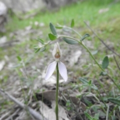 Caladenia carnea (Pink Fingers) at Burrinjuck, NSW - 26 Sep 2016 by ArcherCallaway