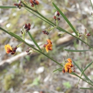 Daviesia leptophylla at Burrinjuck, NSW - 26 Sep 2016