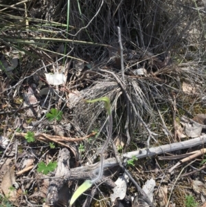 Caladenia atrovespa at Belconnen, ACT - 23 Oct 2016