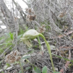 Pterostylis nutans (Nodding Greenhood) at Burrinjuck, NSW - 26 Sep 2016 by ArcherCallaway