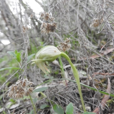 Pterostylis nutans (Nodding Greenhood) at Burrinjuck, NSW - 26 Sep 2016 by ArcherCallaway