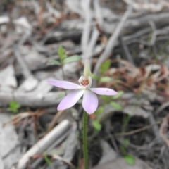 Caladenia carnea (Pink Fingers) at Burrinjuck, NSW - 26 Sep 2016 by RyuCallaway