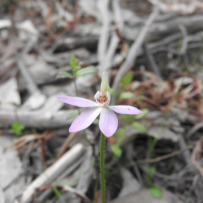 Caladenia carnea (Pink Fingers) at Burrinjuck, NSW - 26 Sep 2016 by ArcherCallaway