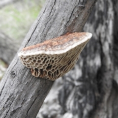 Hexagonia vesparia (Wasp Nest Polypore) at Burrinjuck, NSW - 26 Sep 2016 by RyuCallaway