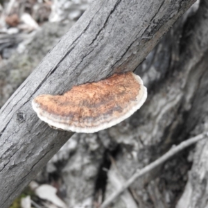 Hexagonia vesparia at Burrinjuck, NSW - 26 Sep 2016