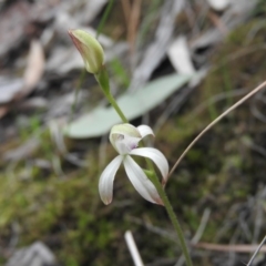 Caladenia ustulata (Brown Caps) at Burrinjuck, NSW - 26 Sep 2016 by RyuCallaway