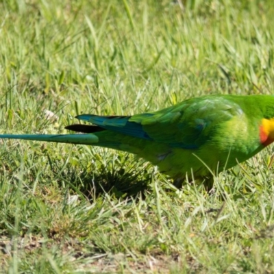 Polytelis swainsonii (Superb Parrot) at Mulligans Flat - 22 Oct 2016 by CedricBear