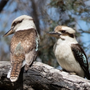 Dacelo novaeguineae at Forde, ACT - 23 Oct 2016 10:44 AM