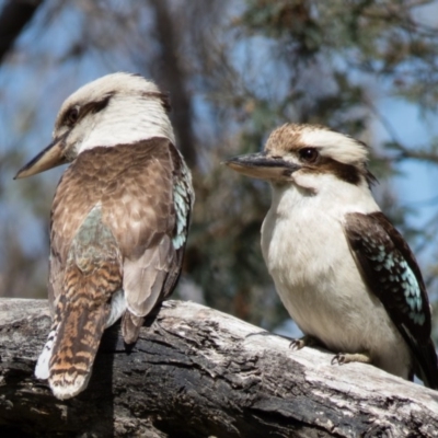 Dacelo novaeguineae (Laughing Kookaburra) at Forde, ACT - 23 Oct 2016 by CedricBear