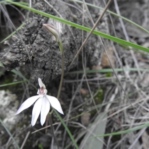 Caladenia carnea at Burrinjuck, NSW - 26 Sep 2016