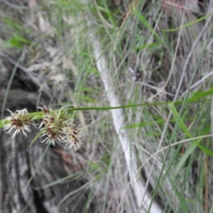 Luzula sp. at Burrinjuck, NSW - 26 Sep 2016 02:40 PM