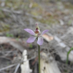 Caladenia carnea at Burrinjuck, NSW - 26 Sep 2016