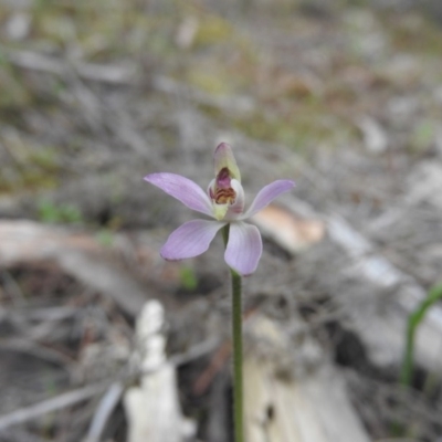 Caladenia carnea (Pink Fingers) at Burrinjuck, NSW - 26 Sep 2016 by RyuCallaway