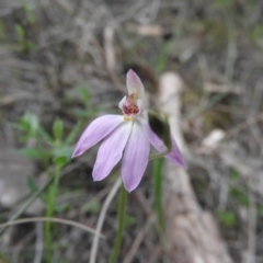 Caladenia carnea (Pink Fingers) at Burrinjuck, NSW - 26 Sep 2016 by ArcherCallaway