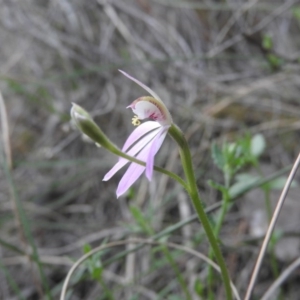 Caladenia carnea at Burrinjuck, NSW - suppressed