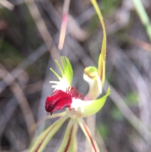 Caladenia atrovespa at Belconnen, ACT - suppressed