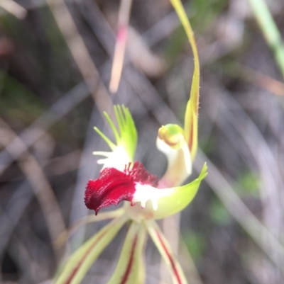 Caladenia atrovespa (Green-comb Spider Orchid) at Belconnen, ACT - 23 Oct 2016 by JasonC