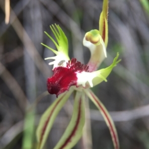 Caladenia atrovespa at Belconnen, ACT - suppressed