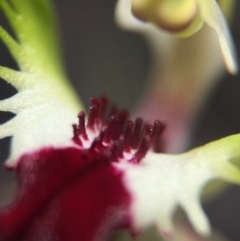 Caladenia atrovespa at Belconnen, ACT - suppressed