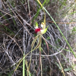 Caladenia atrovespa at Belconnen, ACT - suppressed