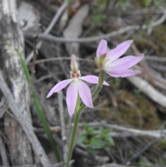 Caladenia carnea (Pink Fingers) at Burrinjuck, NSW - 26 Sep 2016 by ArcherCallaway