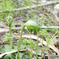 Pterostylis nutans (Nodding Greenhood) at Burrinjuck, NSW - 26 Sep 2016 by ArcherCallaway