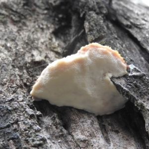 zz Polypore (shelf/hoof-like) at Burrinjuck, NSW - 26 Sep 2016 02:47 PM