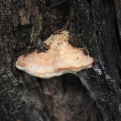 zz Polypore (shelf/hoof-like) at Burrinjuck, NSW - 26 Sep 2016 02:47 PM