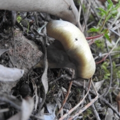 zz agaric (stem; gills white/cream) at Burrinjuck, NSW - 26 Sep 2016 by ArcherCallaway